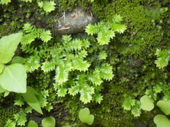 Selaginella ciliaris