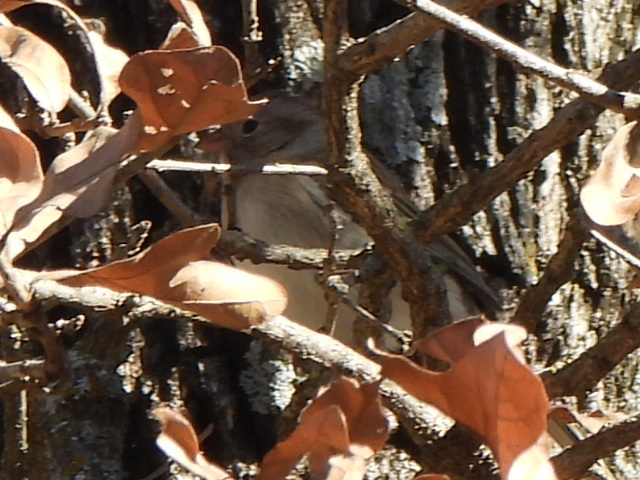 Field Sparrow (Spizella pusilla), photo 7