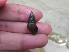 Thiaridae