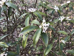 Daphne kiusiana