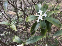Daphne kiusiana