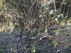 Daphne kiusiana