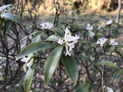 Daphne kiusiana
