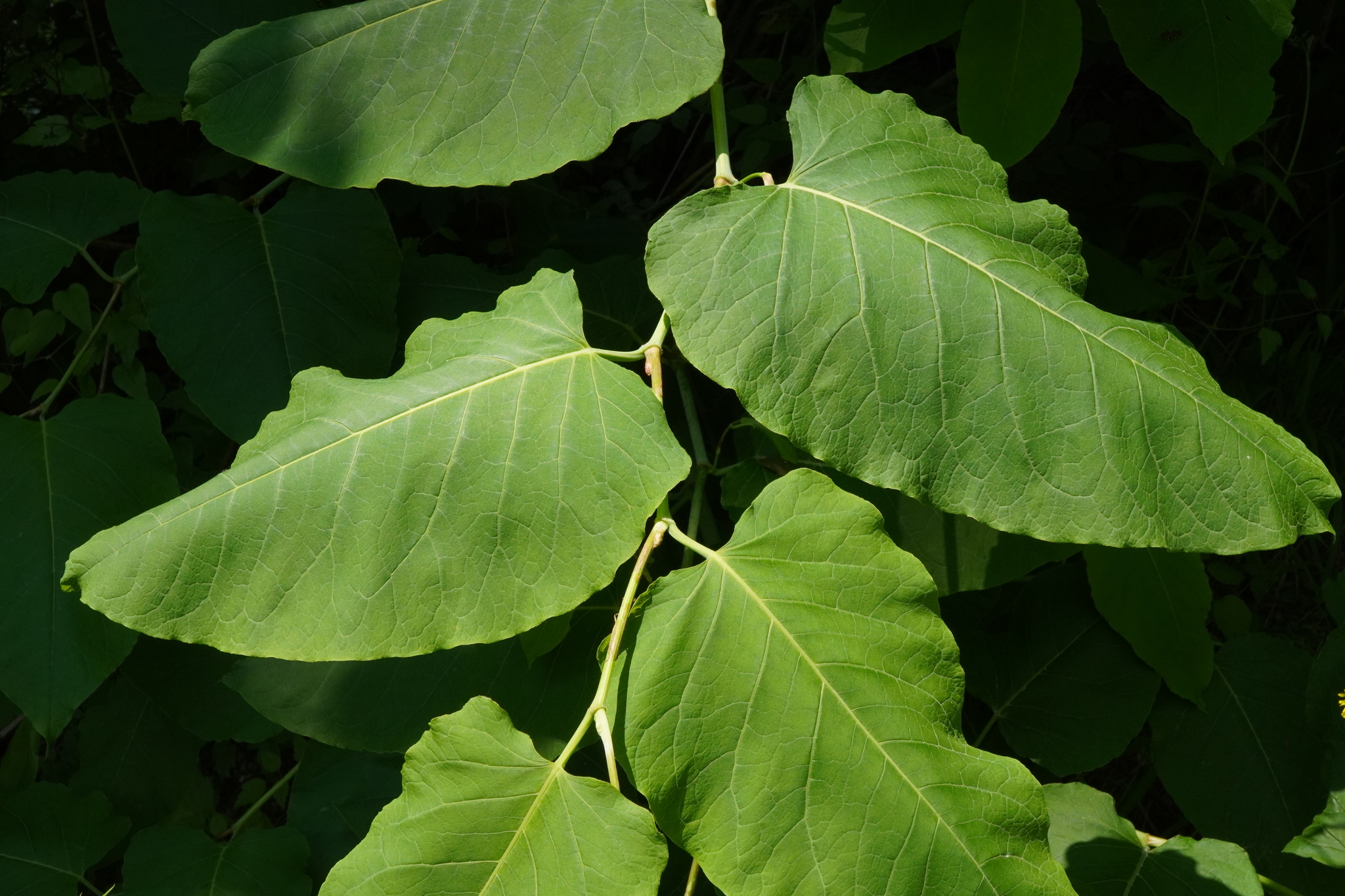 Giant Knotweed (Reynoutria sachalinensis)