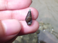 Thiaridae