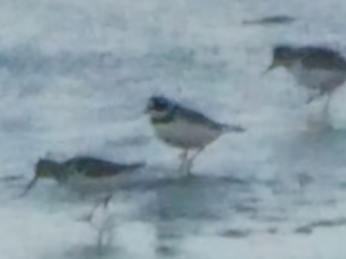 Common Ringed Plover (Charadrius hiaticula), photo 8