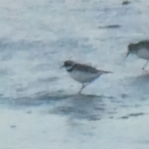 Common Ringed Plover (Charadrius hiaticula), photo 9