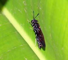 Hermetia illucens