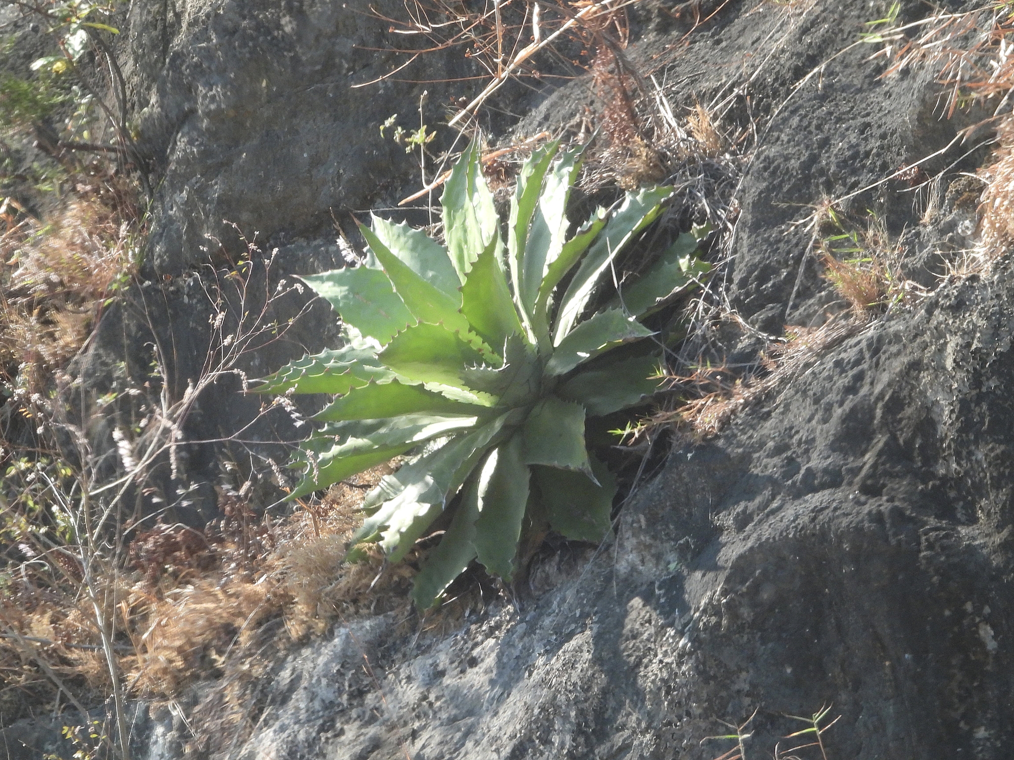 Maguey papalote