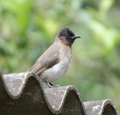 Pycnonotus barbatus