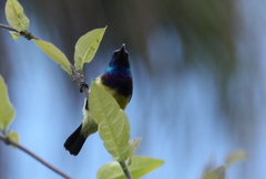 Cinnyris venustus