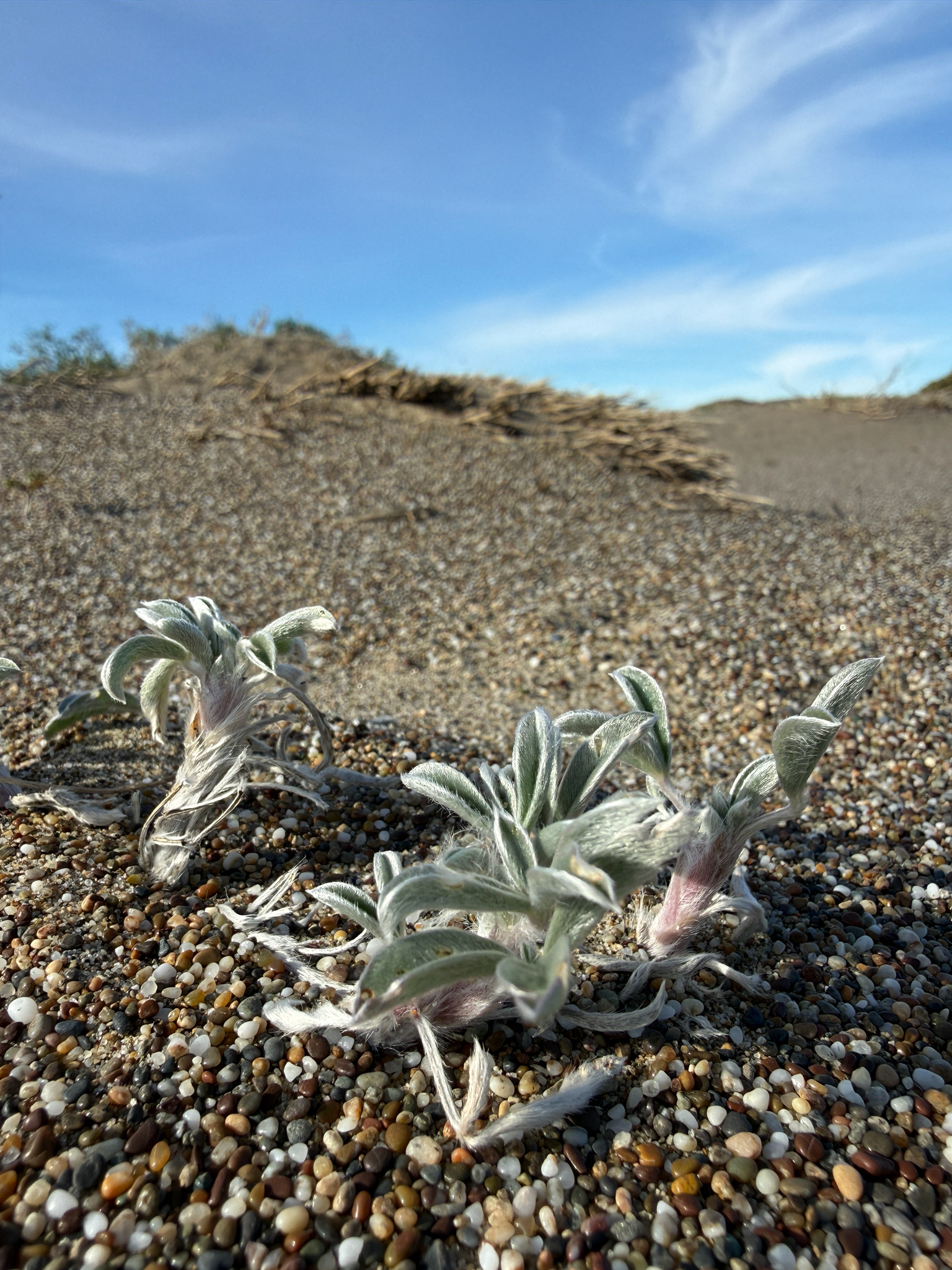 Tidestrøm's Lupine (Lupinus tidestromii)