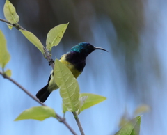 Cinnyris venustus