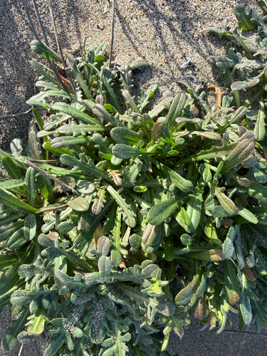 Eastwood's seaside agoseris (Agoseris apargioides)