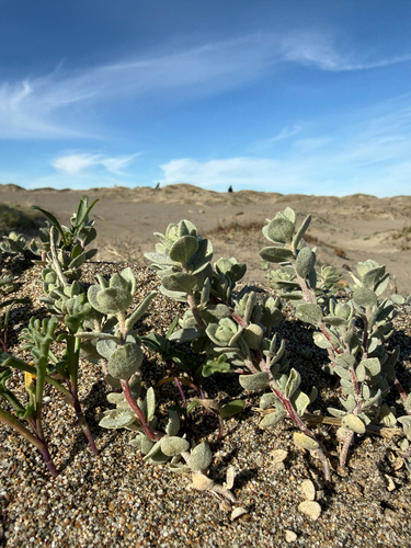 beach saltbush (Atriplex leucophylla)