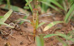 Pantala flavescens