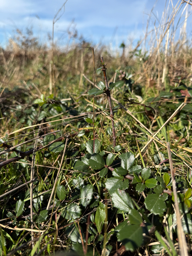 Ceanothus gloriosus, photograph 3