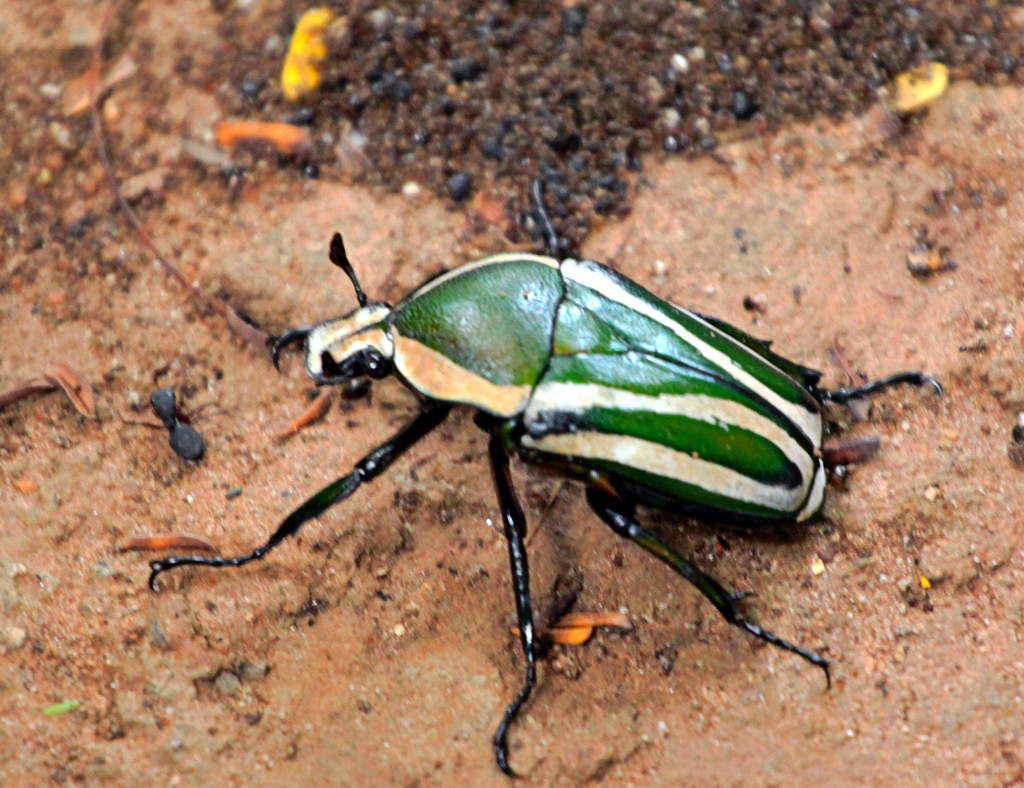 Giant Emerald Fruit Chafer from Roma, Lusaka, Zambia on February 1 ...