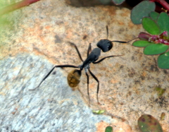 Camponotus cinctellus