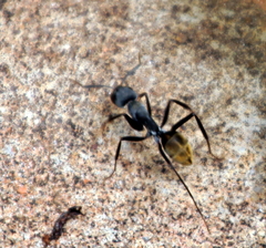 Camponotus cinctellus
