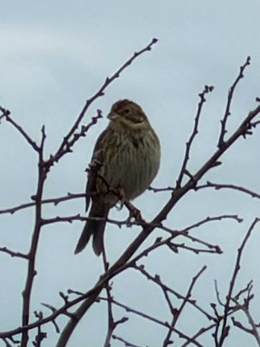 Corn Bunting (Emberiza calandra), photo 6