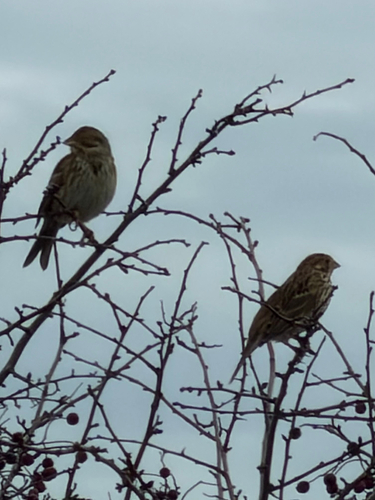 Corn Bunting (Emberiza calandra), photo 7