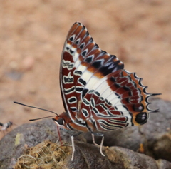 Charaxes brutus natalensis