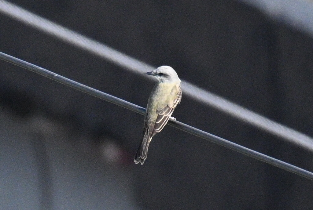 White-throated Kingbird (Tyrannus albogularis), photo 4