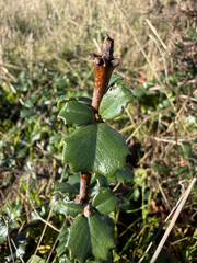 (c) Rajan Rao, some rights reserved (CC BY) Ceanothus gloriosus, photograph (c) Rajan Rao, some rights reserved (CC BY)