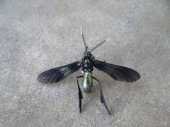 Macrocneme chrysitis