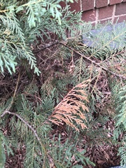 Pestalotiopsis funerea