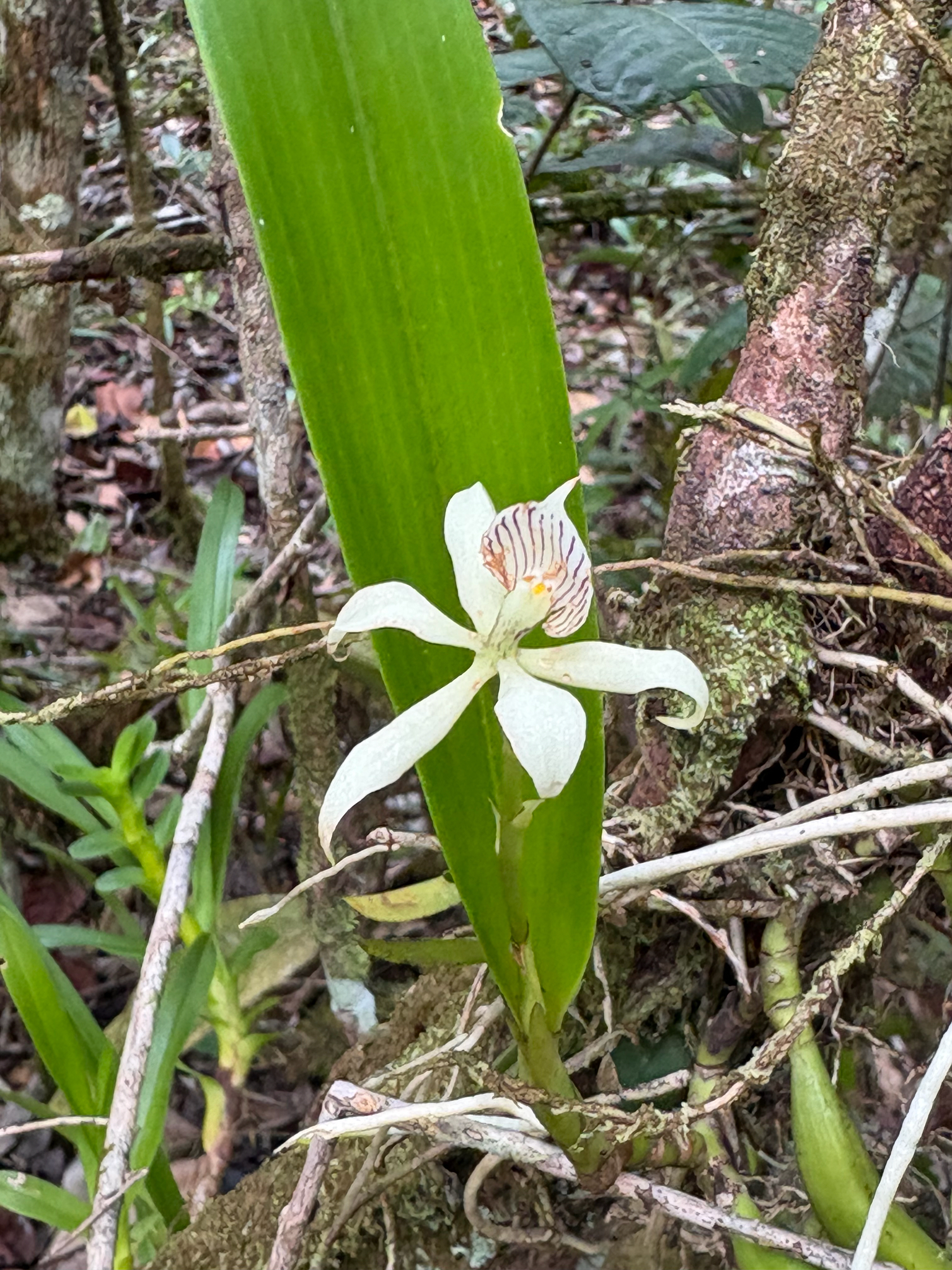 Prosthechea Aemula (Prosthechea aemula)