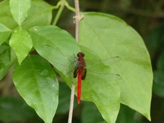 Erythemis mithroides