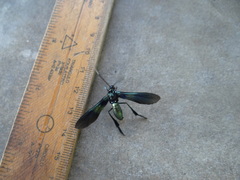 Macrocneme chrysitis