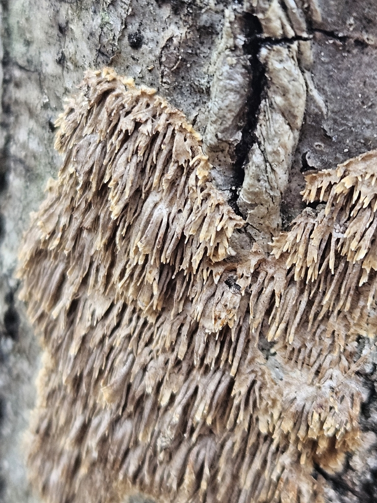 Hydnoporia olivacea · January 2026 · photo: © willingarden (iNaturalist, cc-by)