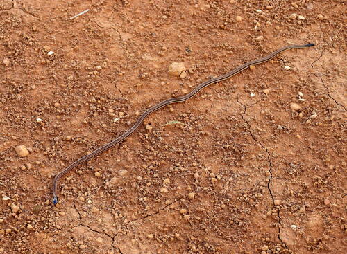 Mato Grosso Burrowing Snake