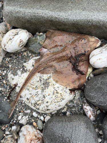Little skate (Leucoraja erinacea) — Rajidae