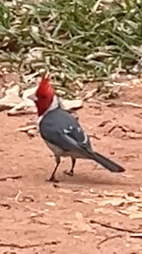 Red-crested Cardinal (Paroaria coronata), photo 8