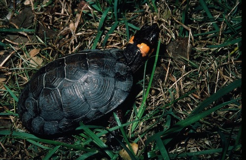 Bog Turtle