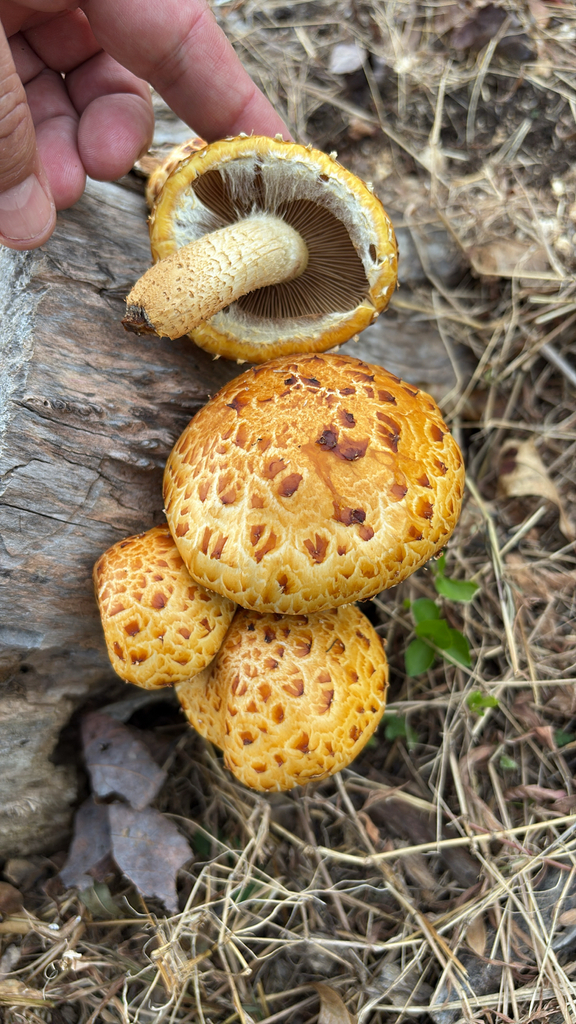 Pholiota aurivella · November 2025 · photo: © briangratwicke (iNaturalist, cc-by)