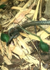 Xanthosoma helleborifolium