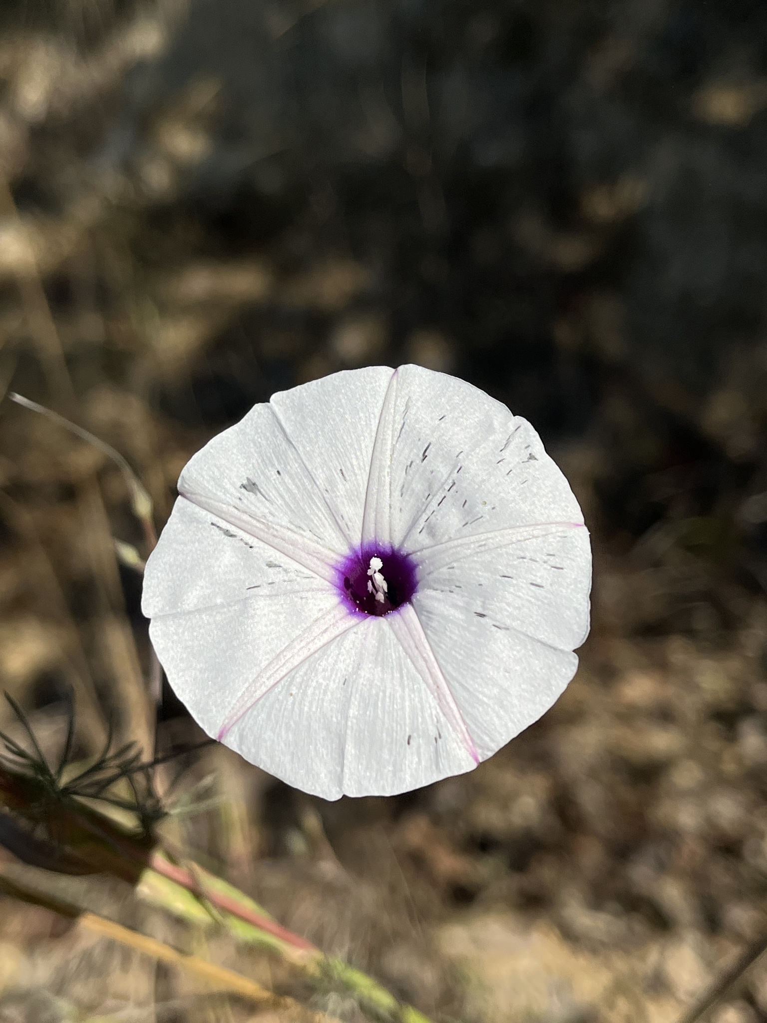 Imagem de corda-de-viola