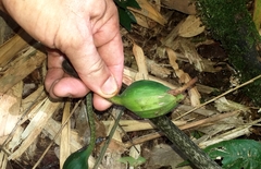 Xanthosoma helleborifolium