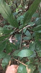 Xanthosoma helleborifolium