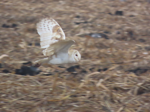 View observation of {o.common_name} on iNaturalist