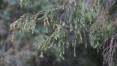 Passerina falcifolia