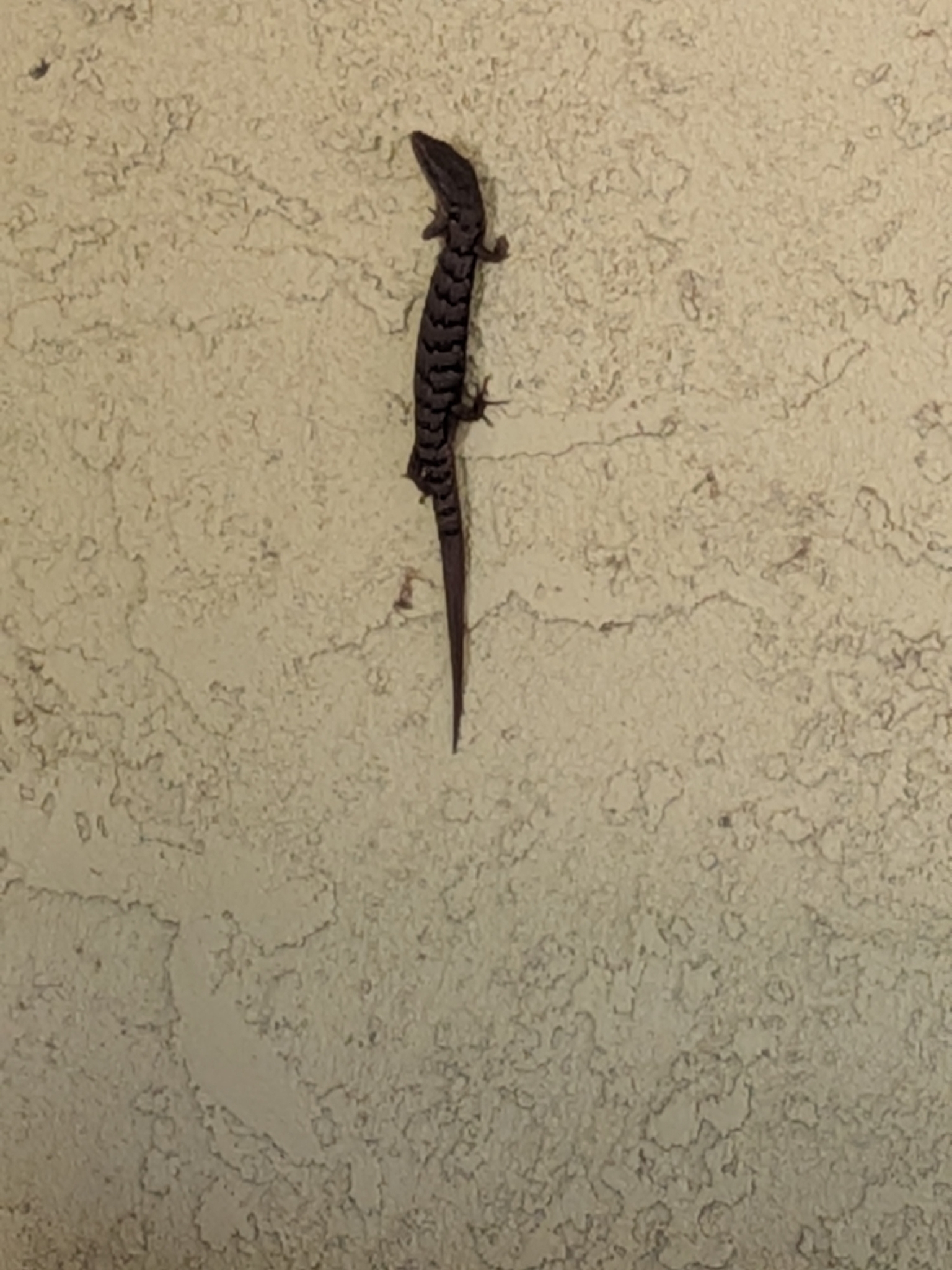 Elgaria multicarinata (Blainville, 1835)