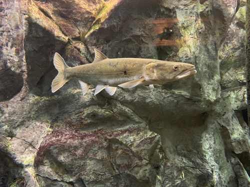 Colorado Pikeminnow