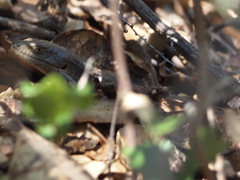 Elgaria multicarinata multicarinata