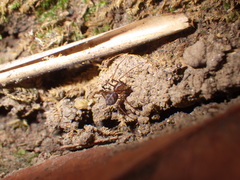 Scytodes fusca